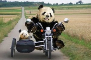 pandaGO